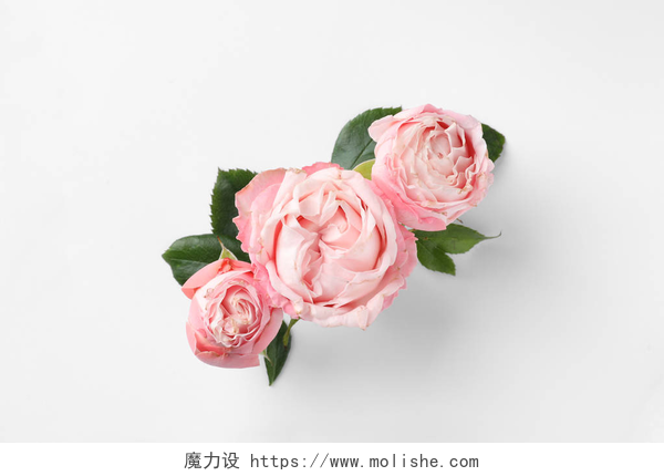 美丽的玫瑰在白色背景前美丽的玫瑰在白色背景, 顶视图